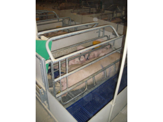 Véghfarm Pakod
