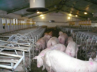 Véghfarm Pakod