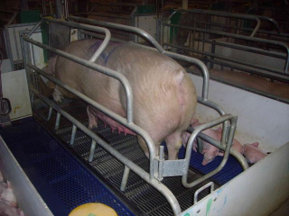 Véghfarm Pakod
